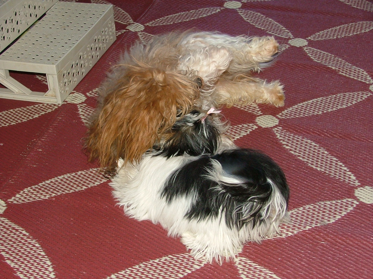 Havanese Lokkei and Biewer Ellie playing together