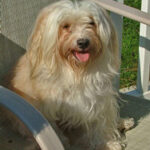 Lillie - the matriarch of Havanese Maryland