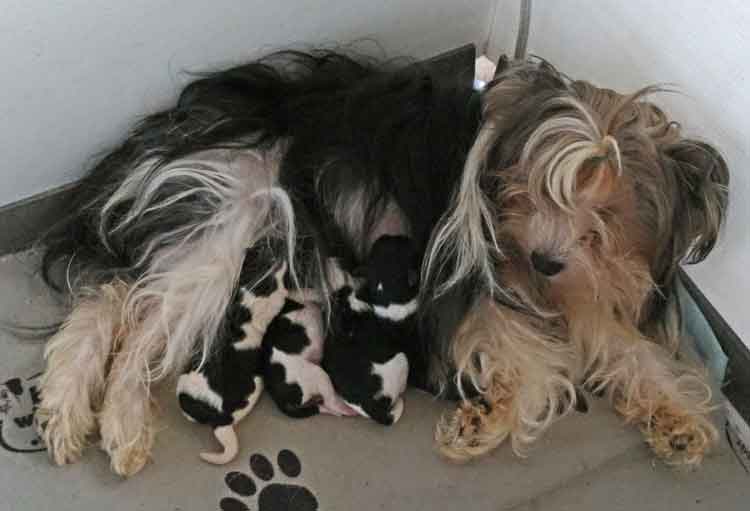 Jillian - a Biewer Terrier- and her 8 pups