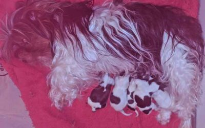 Day-Old Biewer Terrier Pups