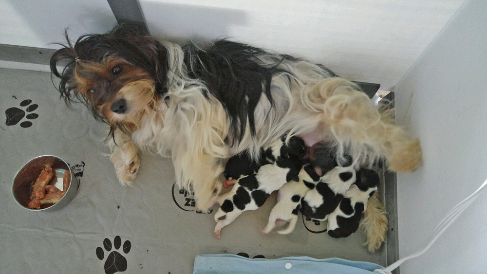 Fionna (Biewer) with her pups by Chandler (Biewer)