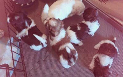 Havanese and Biewer Pups Available