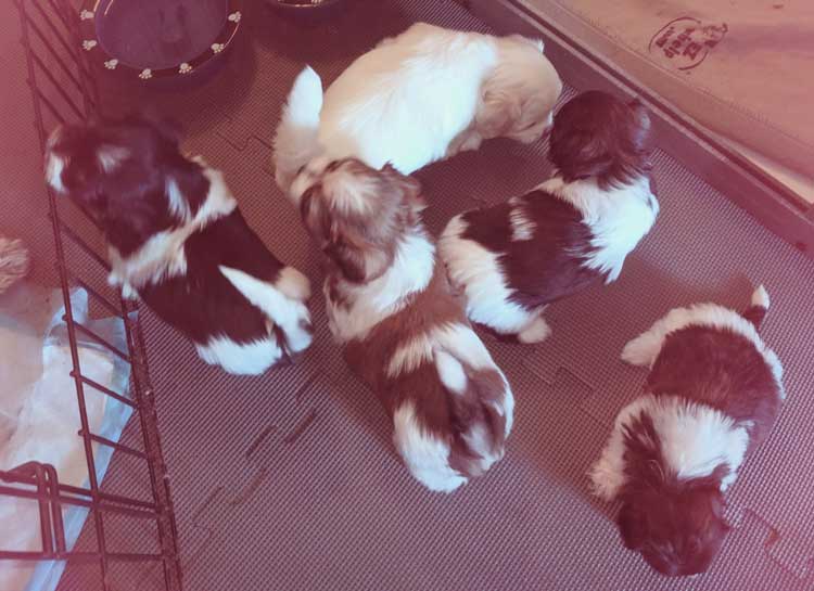 Biewer Terrier Leeta and her 5 new pups