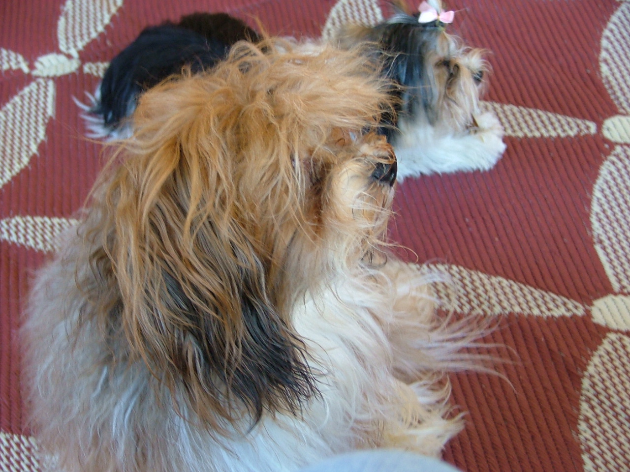Lokkei (Havanese) with Ellie (Biewer Terrier)