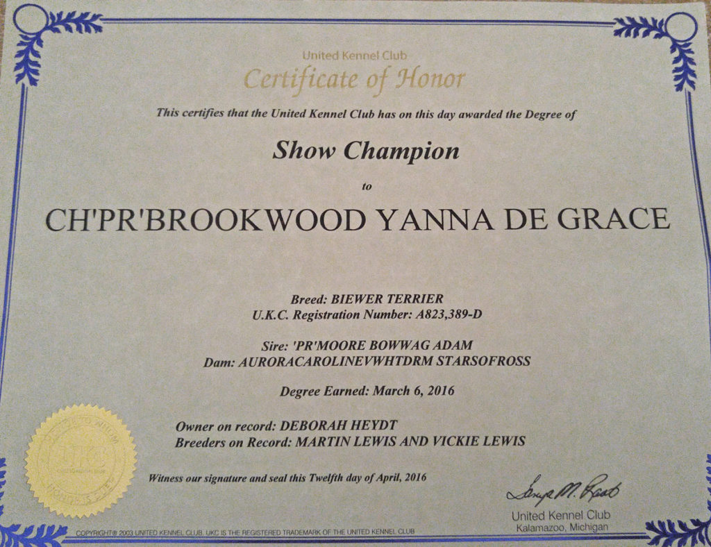 Certificate of Honor, Show Champion, Yanna - Biewer Terrier - 2016